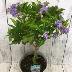 香りのある花の中古 未使用品 メルカリ