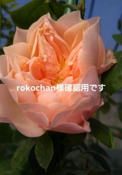 バラ苗　和バラ　3苗蕾付きバラ挿し木 バラ苗 和バラ 蕾付きバラ挿し木｜Yahoo!フリマ（旧PayPayフリマ）