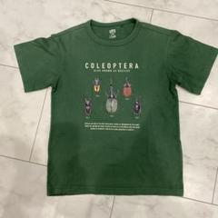 2025年最新】自然史博物館 tシャツの人気アイテム - メルカリ