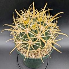 デュラ 実生 鉢植えメルカリ便送料込み 純黄刺 金冠竜 実生 鉢植えメルカリ便送料込み - メルカリ