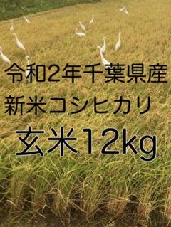 令和2年新米コシヒカリ玄米10kg +2kg