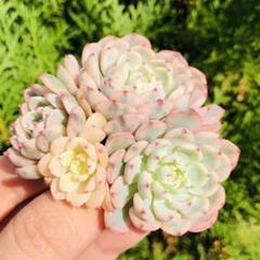 3点　ピンクミニマ覆輪錦　群生　希少　多肉植物 ピンクミニマ錦 覆輪錦 生長記録｜🍀GreenSnap（グリーンスナップ）