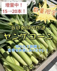 当日朝採り☆ヤングコーン(おおもの)15本＋増量Ufarm - メルカリ