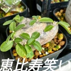 2025年最新】恵比寿笑い 現地の人気アイテム - メルカリ