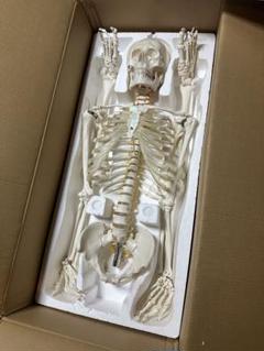 人体模型 骨格標本　ガイコツ　約180cm スタンド付き 人体模型 骨格標本 ガイコツ 約180cm スタンド付き - メルカリ