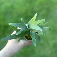 P.willinckii 'Jade Girl' spore 1611 - メルカリ