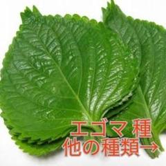 野菜種☆エゴマ☆変更→春菊 空芯菜 チンゲン菜 ピーマン 春菊