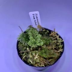 ヒメノフィラム　アカンソイデス　サバ州産　増殖株　コケシノブ　シダ ヒメノフィラム アカンソイデス サバ州産 増殖株 コケシノブ