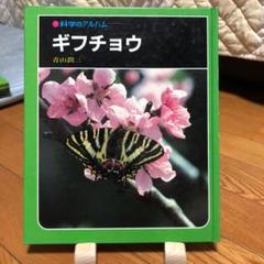 【異常型（大）】ギフチョウ（飼育品、1メス、福井産） 異常型（大）】ギフチョウ（飼育品、1メス、福井産）