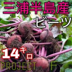 ビーツ　14㌔　三浦半島　農家直送　農薬不使用【栽培期間】 ビーツ 14㌔ 三浦半島 農家直送 農薬不使用【栽培期間】 - メルカリ
