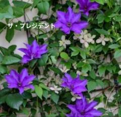 クレマチス苗木　ポットごとメルカリ便発送 クレマチス苗木 ポットごとメルカリ便発送 - メルカリ