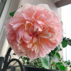 エブリン　6号スリット　ER　芽接ぎ苗　バラ　イングリッシュローズ エブリン 6号スリット ER 芽接ぎ苗 イングリッシュローズ - メルカリ