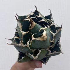 台湾産 白鯨 親株出品 アガベ チタノタ “白鯨” 【台湾 Berlin産/発根済み/大株】C