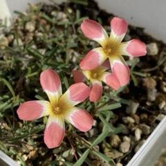 コクシネア　大株　開花中　2.5号鉢　メルカリ便 桷志田有機3年熟成 1.8L 黒酢の通販 ｜ 福山黒酢 桷志田（かくい