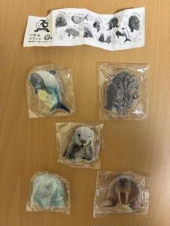 鳥羽水族館70th記念 パネルスタンドガチャ　ラッコ　メイ