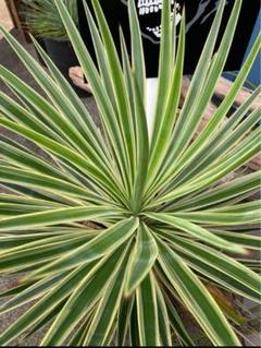 アロイフォリア 斑入り 200センチover 幹30cm over 楽天市場】ユッカ・アロイフォリア（花・観葉植物｜花・ガーデン