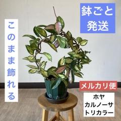 85 ホヤ ノバゴースト レア品種 発根済み 新芽展開中 - メルカリ