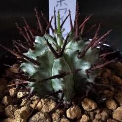 メルカリ便発送&ロウルサンコさんラベル付き☆多肉植物ホリダ関上ホワイトマジョール メルカリ便発送&ロウルサンコさんラベル付き☆多肉植物ホリダ関