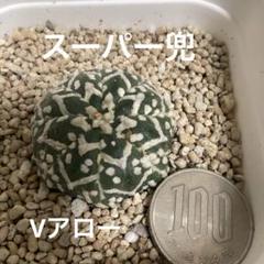 A1298限定セット ★オークション販売★ 5株セット！スーパー兜 Vタイプ fit=scale-down,w=1200
