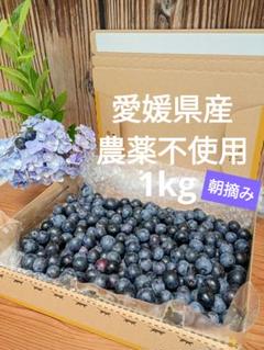 ☆令和7年 生ブルーベリー☆農薬不使用 5㌔ fit=scale-down,w=1200