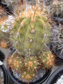 2025年最新】copiapoaの人気アイテム - メルカリ