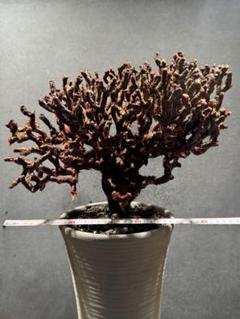デ*ル様 オークション！ 25cm 大株 ペラルゴニウム ミラビレ