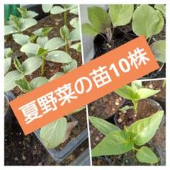 夏野菜の苗セット、きゅうり4株、なす3株、ピーマン3株、農薬不使用のサムネイル
