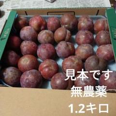 鹿児島県産　いぐりすもも　約5キロ　b Amazon.co.jp: 鹿児島県産 プラム いぐり すもも 5kg 加工用