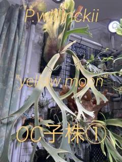 P.Willinckii cv Mutant ウイリンキー選抜個体 希少株子株付