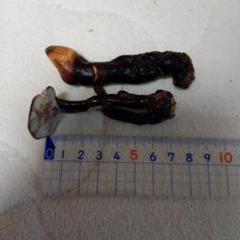 マンネンタケ 約7-9cm