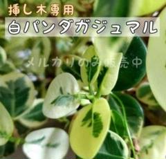 Amazon.co.jp: 白パンダガジュマル 斑入り 苗 鉢 : DIY・工具
