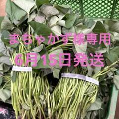 はるか200シルク200安納100金時50栗かぐ50はづき50ふくむらさき50 はるか200シルク200安納芋100金時50栗かぐ50はづき50ふく