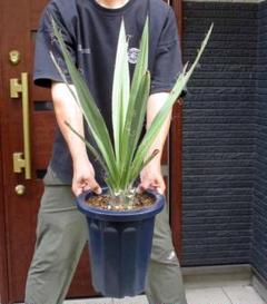 【現品】ユッカ・ファクソニアーナ yucca faxoniana　8号　３S番 ユッカ・ファクソニアーナ｜Yucca faxoniana | DESERT INC.