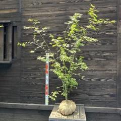 36 福井県産 天然山採り ヤマモミジ 落葉樹