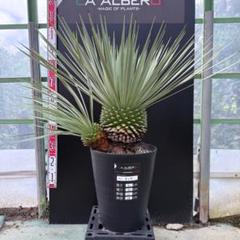 2月入荷 700粒+ ユッカ　ロストラータ 種 種子 植物検疫証明書0606 m38782208860_1.jpg?1752923005