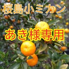 2025年最新】みかん 苗木 小みかんの人気アイテム - メルカリ