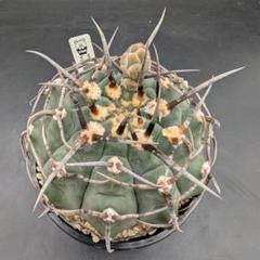 狂刺 スーパーバッテリー 実生 鉢植えメルカリ便送料込み - メルカリ
