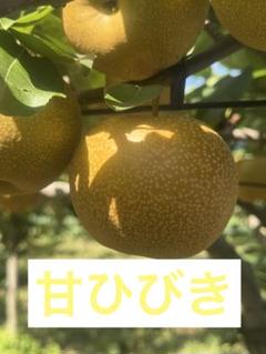⚠️ Rosegarden⚠️茨城県産　梨/甘ひびき　秀品/10キロ 茨城県産 梨/甘ひびき 秀品/3キロ 8玉 数量限定！ - メルカリ