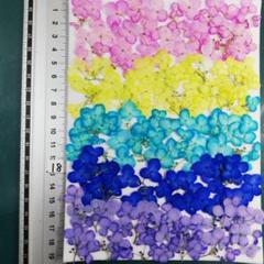 アナベル染め 　No18 ¥800 押し花 　押し花素材