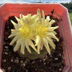 2025年最新】copiapoaの人気アイテム - メルカリ