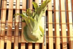 ビカクシダの女王 ワンダエ　Platycerium wandae⑧ ビカクシダの女王 ワンダエ Platycerium wandae⑧ - メルカリ