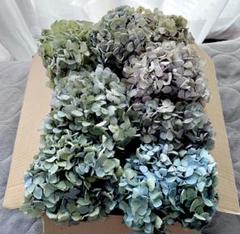 紫陽花　ドライフラワー　多種混合 m54081683751_1.jpg?1750164429
