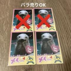 バラ売りOK 鳥羽水族館 コレクションカード メイちゃん - メルカリ
