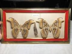 蝶の標本　熱帯の宝石(珍特) 蝶の標本 熱帯の宝石(珍珍)