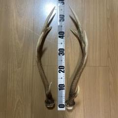 京都産　鹿の角　1対　ハンドメイド材　インテリア装飾　オブジェ　ランタンスタンド