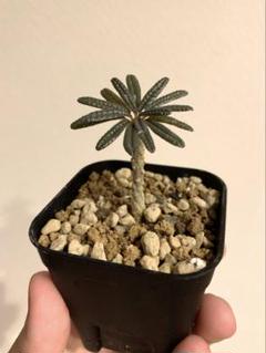 ドルステニア・ギガス ブラータ Dorstenia gigas f bullata
