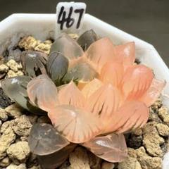 多肉植物 ハオルチア 秋思いオブツーサ錦 鮮明錦 糊斑(サボテン