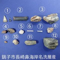 銚子市長崎鼻海岸化石12種類15個セット】 - メルカリ