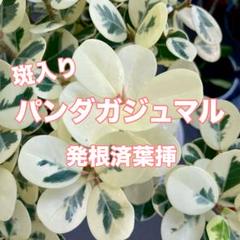 斑入りパンダガジュマル　希少　6号　リピート特別価格 パンダガジュマル斑入り（希少 斑入り パンダガジュマル 苗