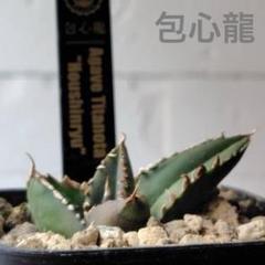 アガベ チタノタ 包心龍 子株 | gsm1111